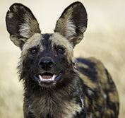 Mana Pools Zimbabwe Canoeing Safari Zambezi River Hwange Victoria Falls
