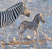 Tour To Victoria Falls Windhoek Namibia Etosha Caprivi Chobe Botswana