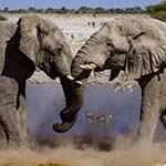 Namibia Private Tour Tailor Made Guide Etosha Africat Photo Safari