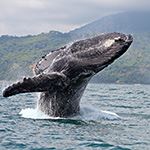 Costa Rica Self Drive Holiday Turtles Tortuguero Nosara Ostional Osa Peninsula