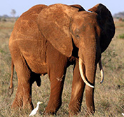 Flying Safari Kenya Samburu Gerenuk Masai Mara Lion Amboseli Elephants
