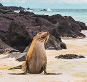 Galapagos Islands Holidays Hotels Flights Santa Cruz San Cristobal Isabela