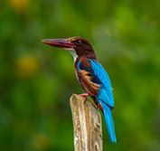 Bird Watching Holidays in Sri Lanka Birding Tours Horton Sinharaja Yala