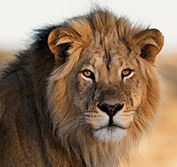 Luxury Safari Kruger National Park South Africa Big 5 Disabled Wheelchair