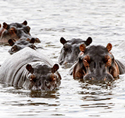 South Africa Safari Tours From Johannesburg Kruger Swaziland Durban