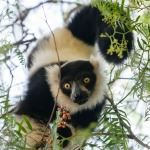 Masoala Peninsula Madagascar Wildlife Holiday Lemurs Aye Aye Whales