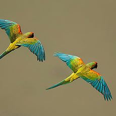 Red-Fronted Macaw