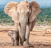 Golf Holiday Cape Town South Africa Stellenbosch Big Five Safari Vacation