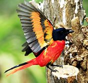 Birding in Himalayas India Keoladeo Sultanpur Ranthambore Jim Corbett