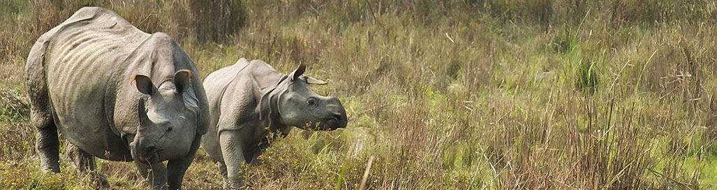 Kaziranga National Park Safari Holiday Packages Ganges Cruise India