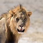 Namibia Tours Damaraland Twyfelfontein Bushman Paintings Safari Etosha