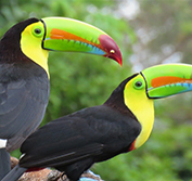 Birding Holiday Costa Rica Sarapiqui Maquenque Piedras Blancas Osa Peninsula