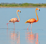 Mexico City Yucatan Peninsula Tours Mayan Ruins Chichen Itza Celestun