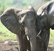 South African Big Five Safari Vacation Durban Mauritius Beach Holiday