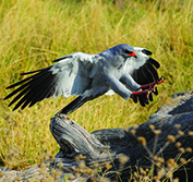 Birding Holiday Malawi Dzalanyama Liwonde Majete Lilongwe Blantyre
