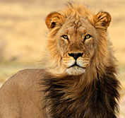 Disabled Safari Kalahari South Africa Kgalagadi Cape Town Wheelchair