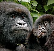 Primate Safari Uganda Rwanda Gorillas Chimps Monkeys Dian Fossey Grave
