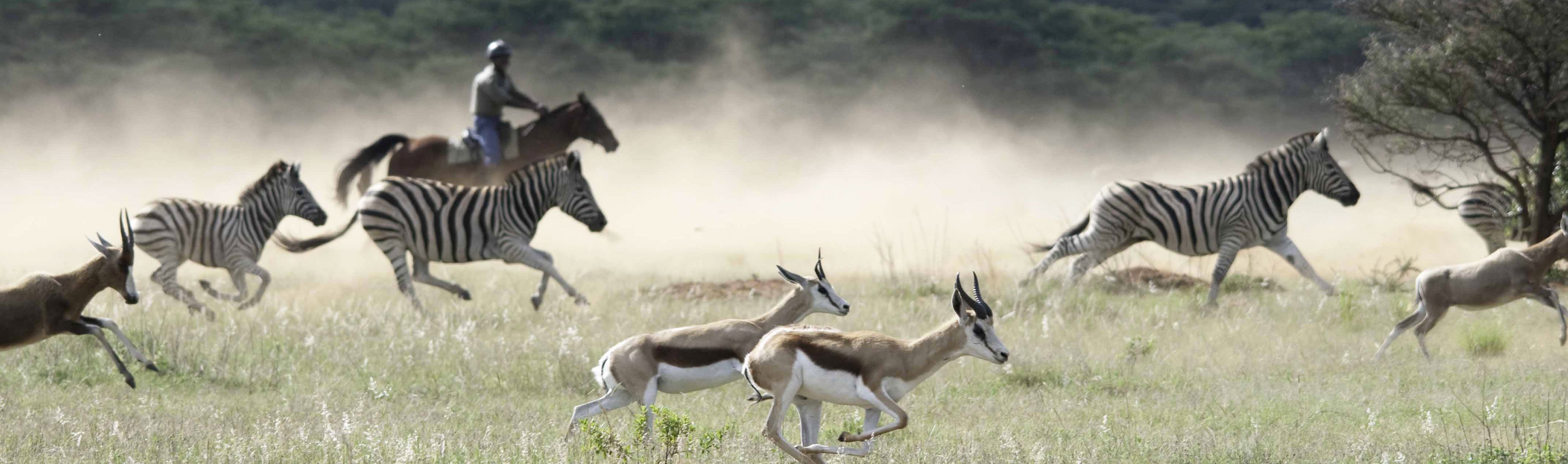 Horseback Safari Horse Riding Holidays South Africa Botswana Kenya