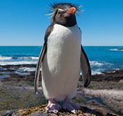 Argentina And Chile Tour Patagonia Torres Del Paine El Calafate Glacier