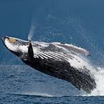 Whale Watching Madagascar Wildlife Holiday Indri Lemurs Sainte Marie