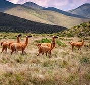 Argentina Holidays Iguazu Falls Salta Cafayate Mendoza Wine Tours Valle Fertil