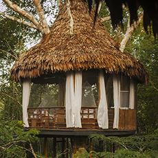 Treehouse Lodge