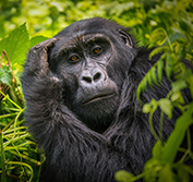 Murchison Falls Safari Vacation Uganda Gorillas Tree Climbing Lions