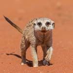 Safari Tour Namibia Kalahari Fish River Canyon Luderitz Swakopmund