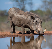 Mozambique Safari Holidays Kruger Big 5 Vacations Vilanculos Bazaruto