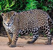 Wildlife Holiday Brazil Jaguars Pantanal Amazon Birding Meeting of Waters