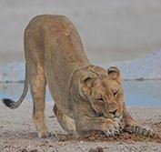 Tailor Made Holiday Namibia Etosha Safari Kalahari Fish River Canyon