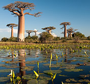 Madagascar Birding Tours Holidays Perinet Mantadia Ankarafantsika Ranomafana Ifaty