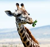 Mombasa Safari and Beach Tour Kenya Big 5 Tsavo Amboseli Taita Hills