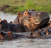 Wheelchair Safari Victoria Falls Zimbabwe Chobe Botswana Cape Town