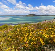 Cape Town Self Drive Holiday Penguins Whales Wildflowers Winelands