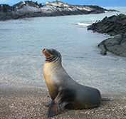 Self Drive Argentina Wildlife Holidays Valdes Calafate Patagonia Bariloche