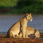 Wheelchair Safari Holiday Vacation Kenya Samburu Masai Mara Amboseli