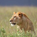 Wheelchair Big Five Safari Holiday Masai Mara Kenya Disabled Hotels Diani Beach