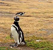 Chile Wildlife Holidays Puma Safari Tours Torres Del Paine Patagonia