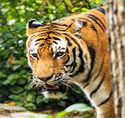 India Tiger Safari Bandhavgarh Panna Reserves Taj Mahal  Khajuraho Goa