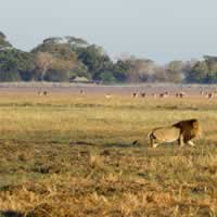 Busanga Bush Camp