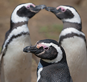 Chile Argentina Patagonia Self Drive Vacations Torres Del Paine Lake District