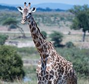 Wildlife Holidays in Tanzania Walking Safaris Selous and Ruaha National Parks