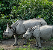 India Holidays, West Bengal: Darjeeling Himalayan Railway Kaziranga Andamans