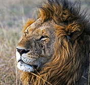 Escorted Safari Tour Kenya Masai Mara Big Five 5 All Inclusive Beach Resorts