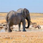Namibia Escorted Tours Sand Dunes Sossusvlei Swakopmund Safari Etosha