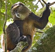 Mountain Gorillas Rwanda Safari Holiday Volcano Park Akagera Nyungwe