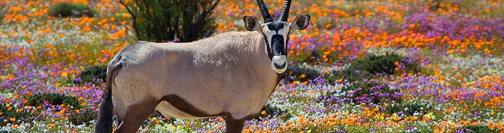 South Africa Wildflower Tours Namaqualand Kirstenbosch Cape Town Gardens