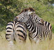 Wildlife Holidays Zululand South Africa Hluhluwe Mkuze St Lucia Cape Vidal