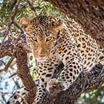 Golf Holiday South Africa Leopard Creek Kruger National Park Cape Town